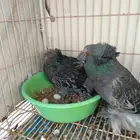 جوز بخاره