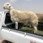 طلي صنف جذع مشروط الموقع الطايف للتواصل