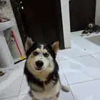 للبيع كلب هاسكي بيور