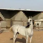 نوع العرض فرس