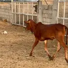 حسيلة لبانيه فل شحم