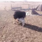 نعجه نجديه معها خروف