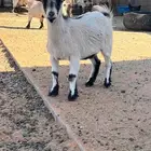 جفره  تيس قزم مكس