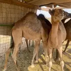 قعودين للبيع