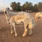للبيع خروف حري