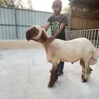جذع نعيمي فاخر وجاهز للهداد