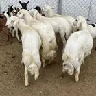 خرفان وتيوس مخصاه كفوا
