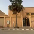 نخلة امريكي