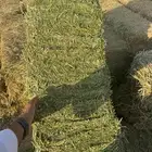 برسيم اعلاف جندير