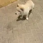 كلب لطيف للبيع