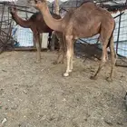 للبيع قعدان طيبات