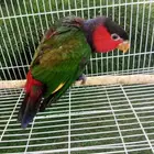 مطلوب لوري بلاك كاب ذكر منتج