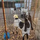ثلاث جفار طيبات