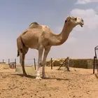بعير للبيع سلاله