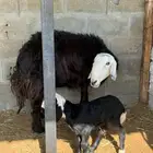 شاه نجديه طيبة