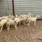 بهم حري
