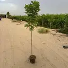 اشجار مشاتل جملة مشتل زراعي