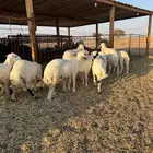 هرافي فاخره