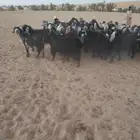 ماعز