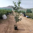 ترمناليا حمضيات عطريات جوري سرر خشبيات جمله