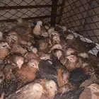 صيصان دجاج للبيع العمر شهر 10 أيام تقريبالعدد190وتحت