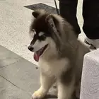 هوسكي ماموت روسي