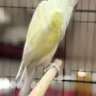 ببغاء الدره عيون حمر(غير اليف)