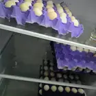بيض طازج طيبه ونظيف ماشاءالله