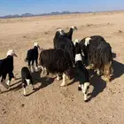 غنم نجد ولد