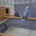 جوز روز اقبل البدل