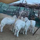طليان سمان ونظاف
