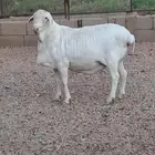 طلي فان روي لاحم