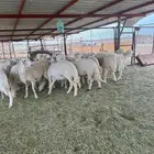 20 رخل طيبات