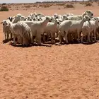 غنم حرش درجه اوله للبيع
