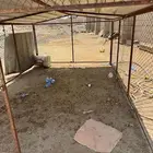شبك دجاج
