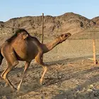 بكره حمرا لقيه