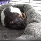 Rat جرذ