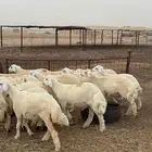 طليان مناسبات