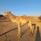 بكره