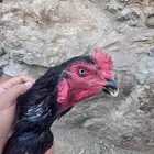 زوج سندي اسود صك