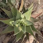 صبار اولفيرا