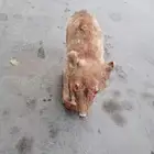 ذيب محنط - بيع مستعجل