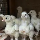 صوص براهما