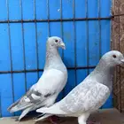 للبيع حمام زاجل لافندر
