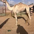 بكرة اصيل