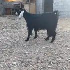 عنزحايل بريه