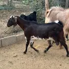 ماعز سوري