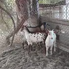 تيوس جنوبيه ومتوفر بالنص نيء