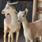 وعل للبيع