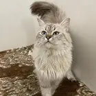 قطط ذكور للتزاوج